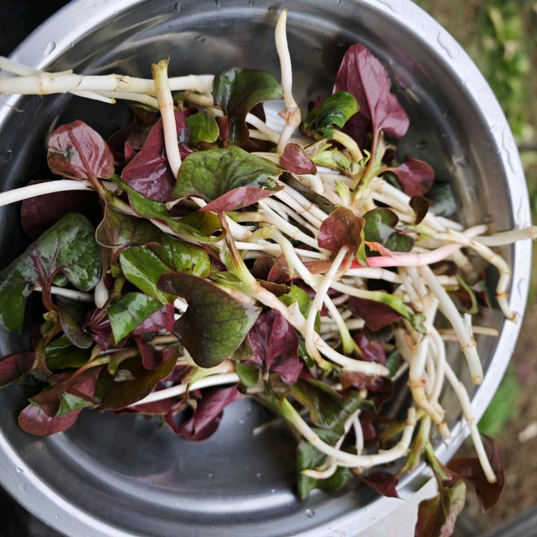 挖野菜🥬狂魔