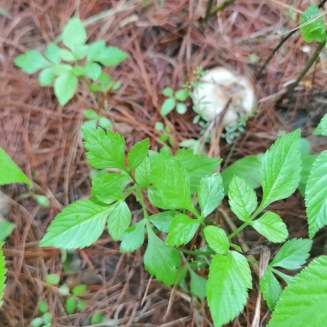 荧火虫
