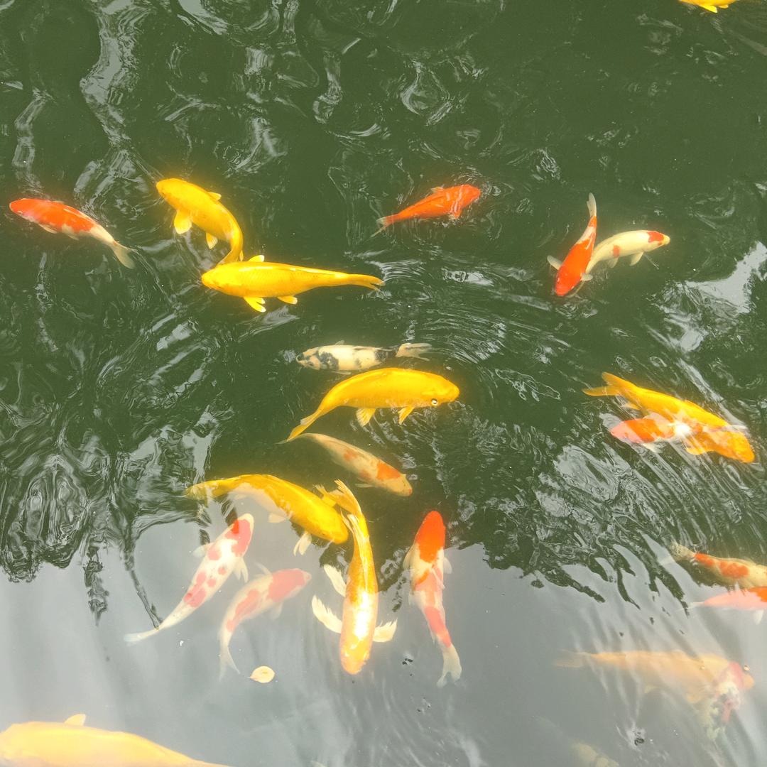 @鲁