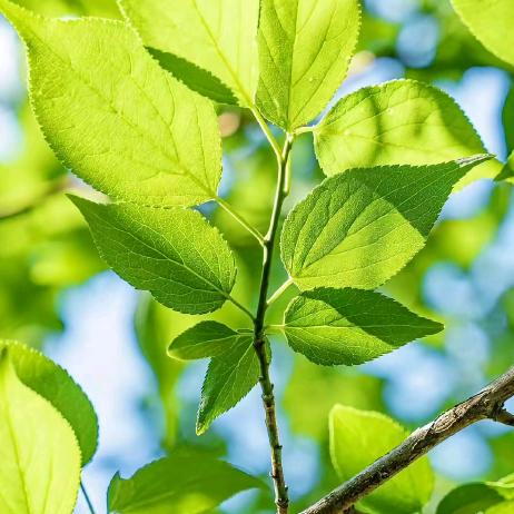 郑州市管城回族区黄黑百货店（个体工商户）