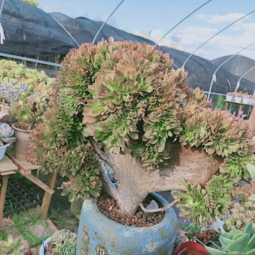 来富多肉种植与批发