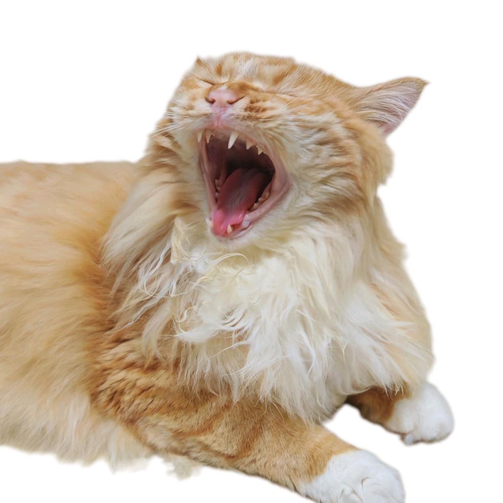 花毛糕的小日记