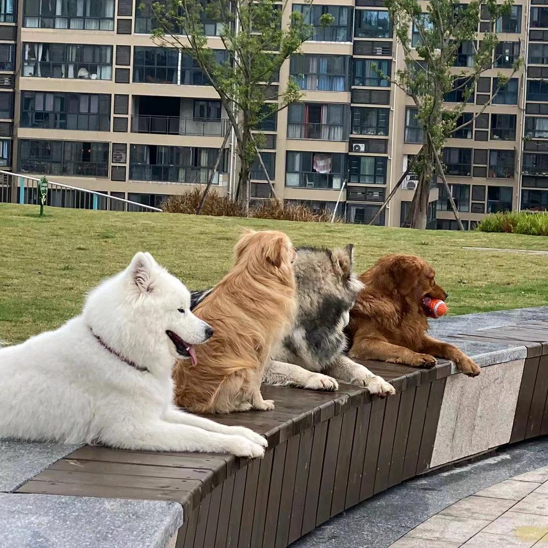 橙子不是水果
