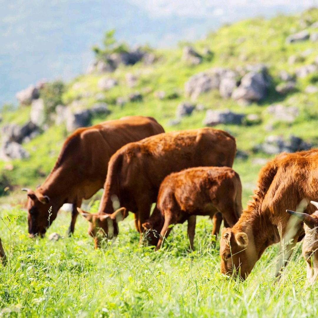 呵呵🐮兽医小管（代办🐮