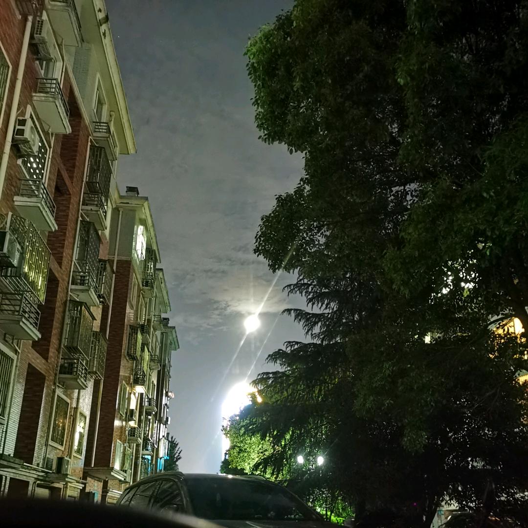 格桑花的桑