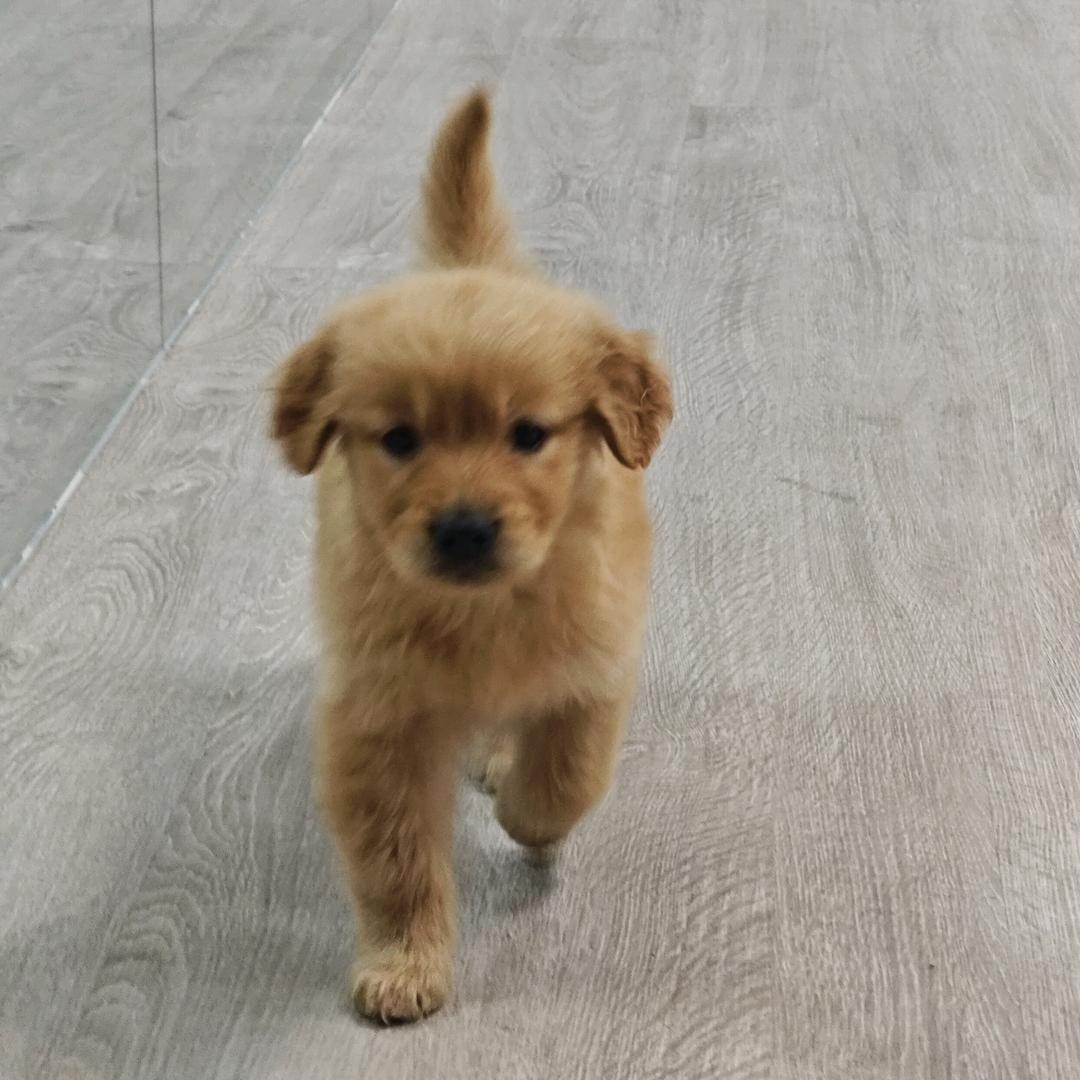 布丁不可以