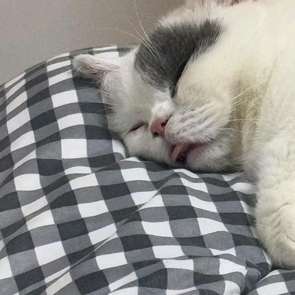 小鱼不吃🐟