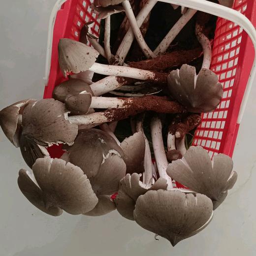 简祖辉