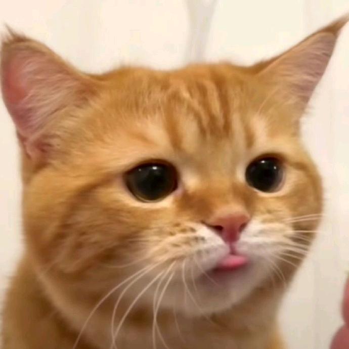 萌宠