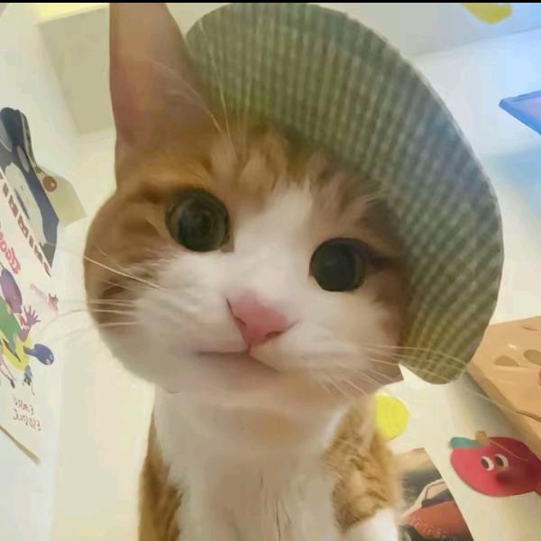 小狗伯贤