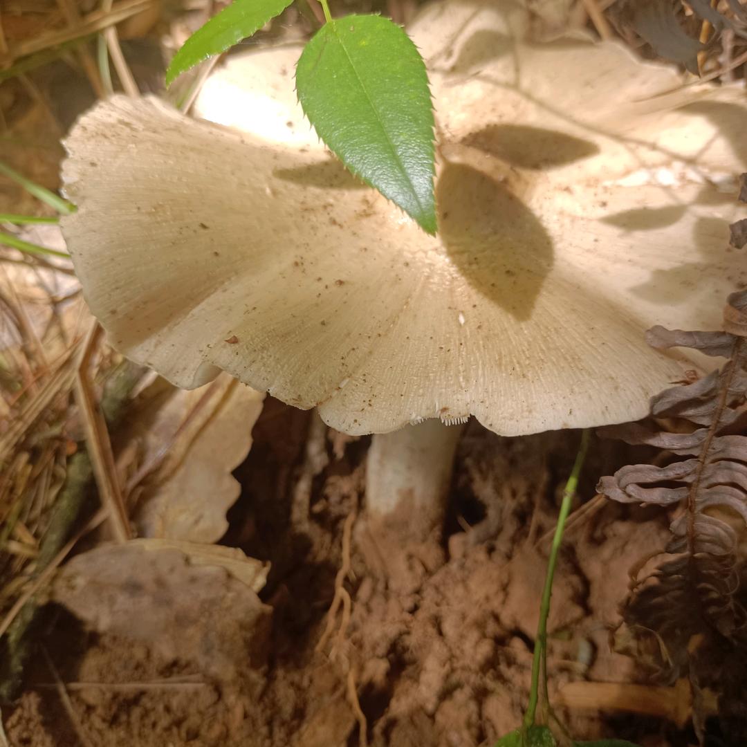 喔爱尼（拒绝连赞）