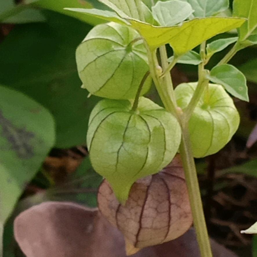 深漂一族