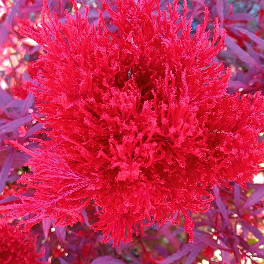 艳（暖心向阳）