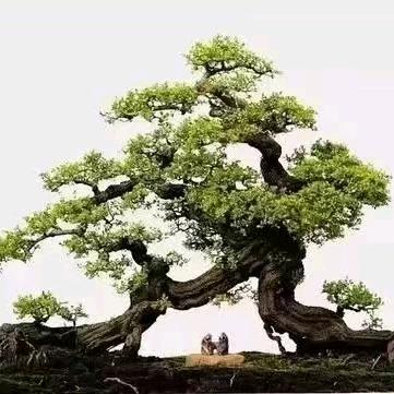 颖儿黄杨园艺