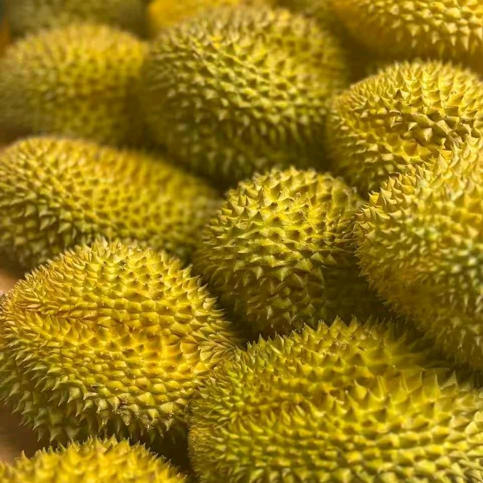 A榴莲之家