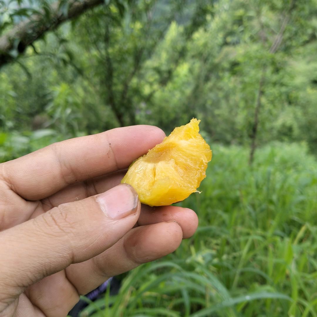 阿吉（植毛机）
