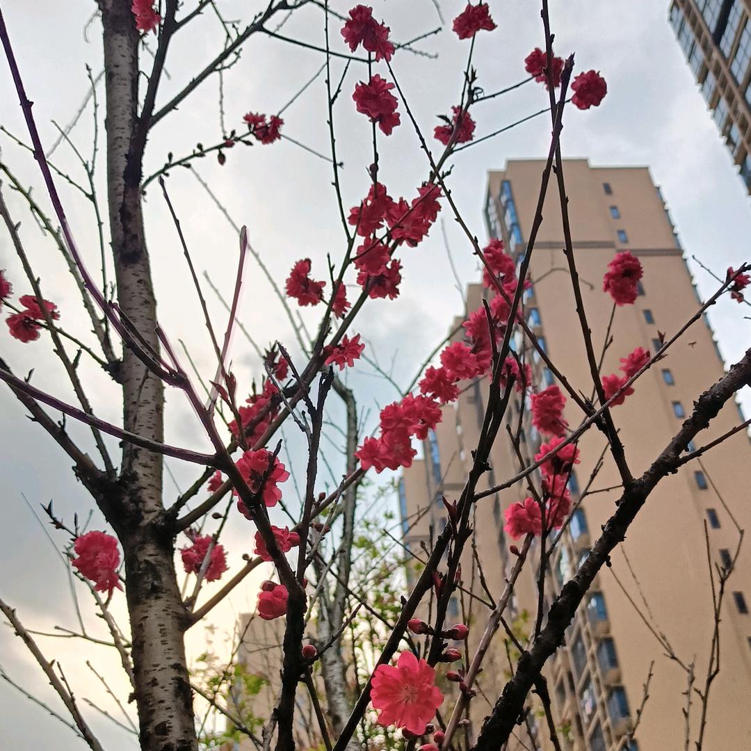 倚栏听风
