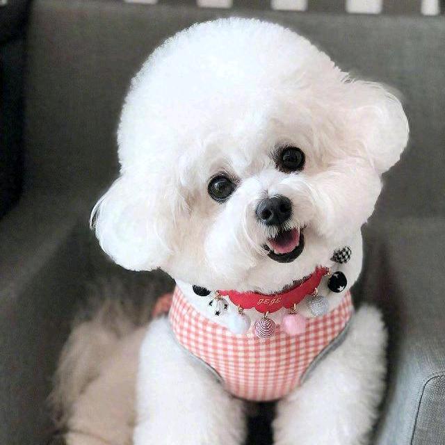 宠爱一生犬舍(出售品种犬，幼犬）