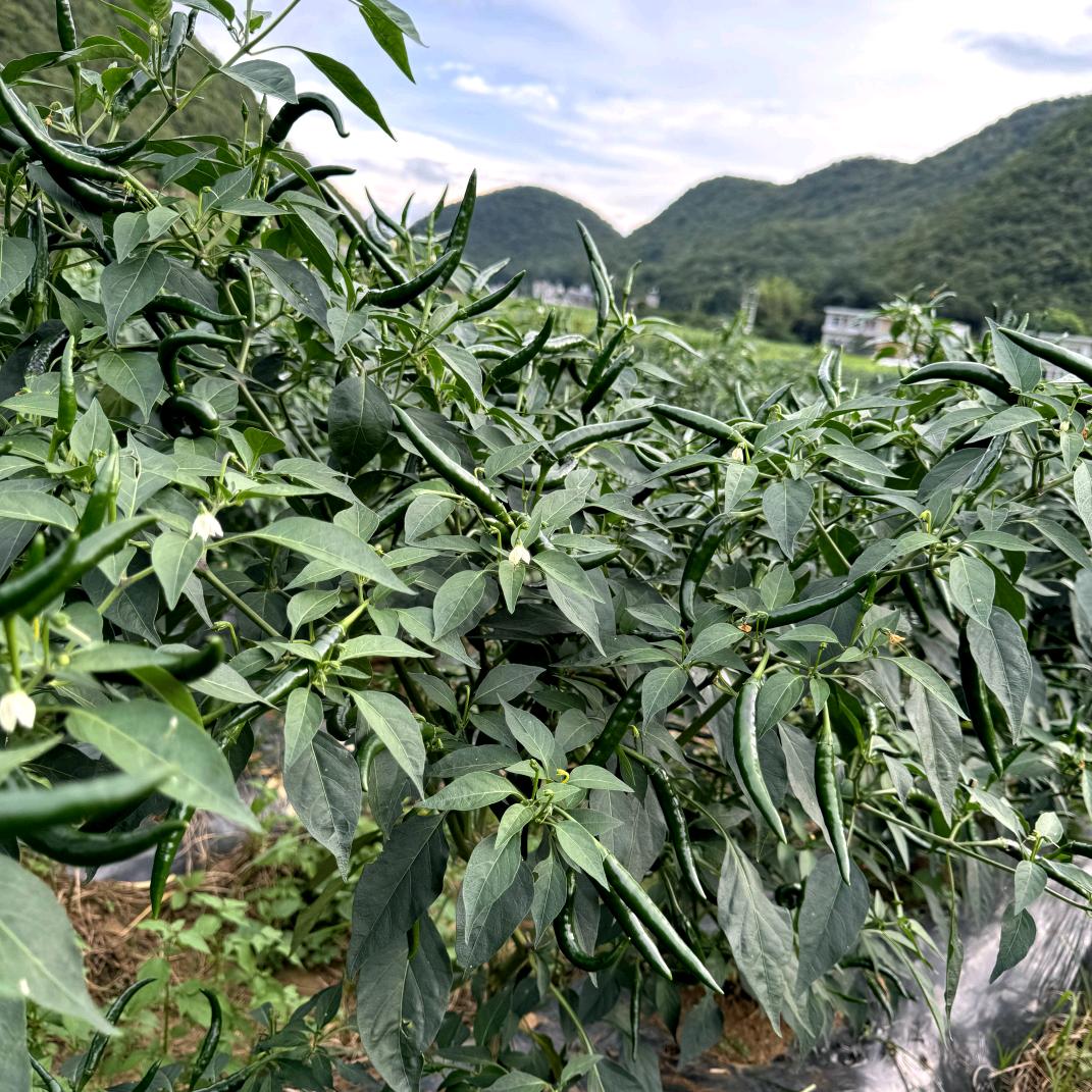云晨农业