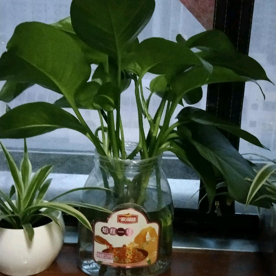 春暧花开