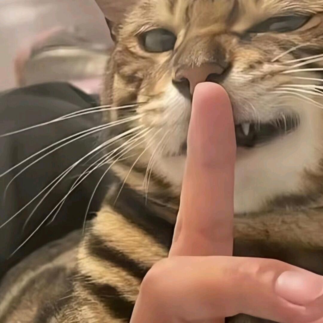 🐟🐟🐟🐟