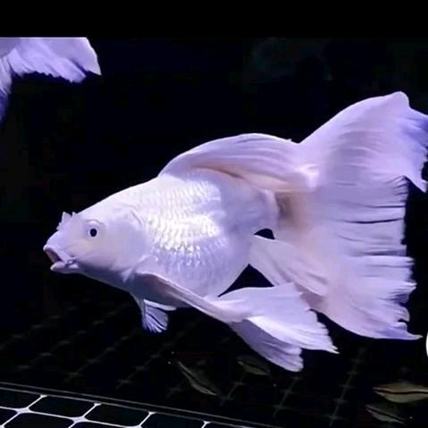 双佳锦鲤观赏鱼