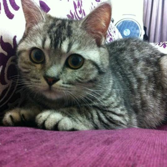 丛林之王者🇨🇳5⃣9⃣6⃣