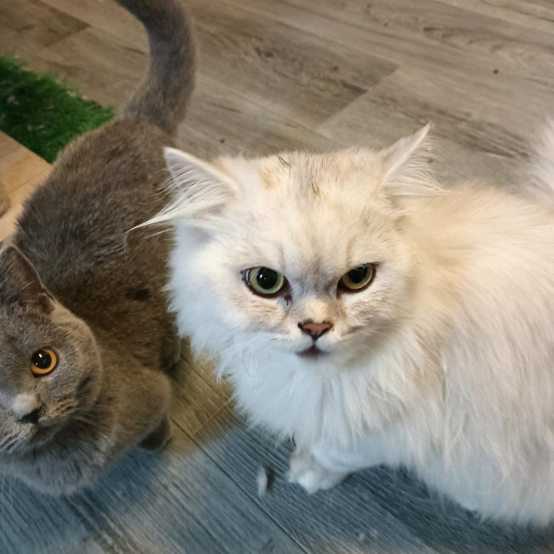 里苑猫咖