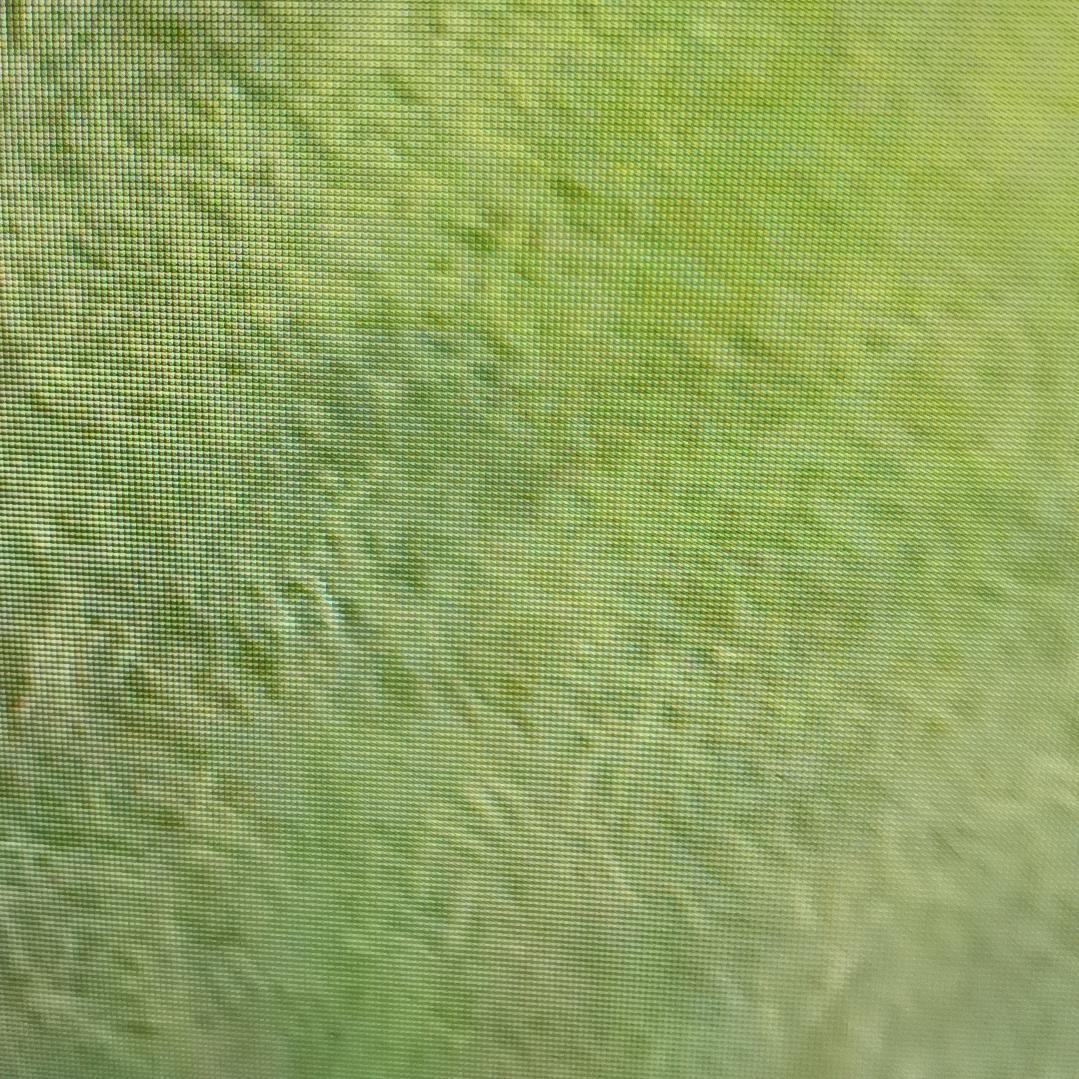 晶莹草