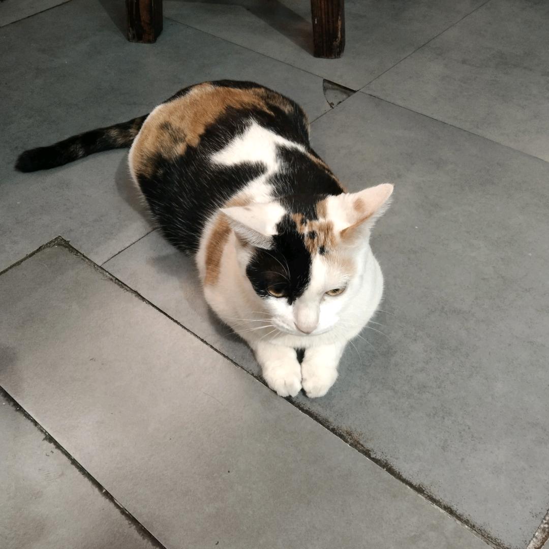 猫咪