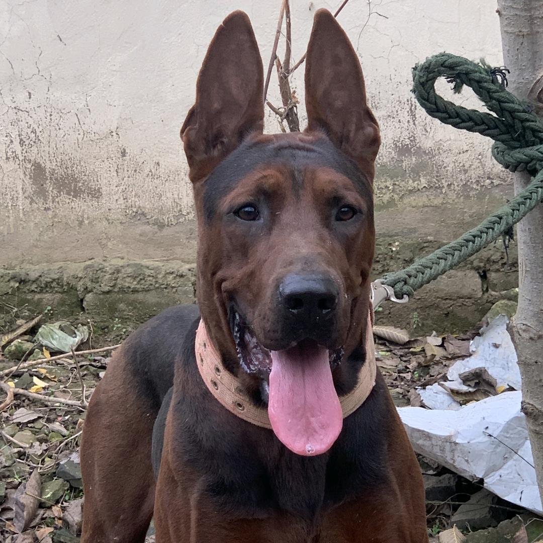 鹿邑莱州红黑狼（肥肥犬业））