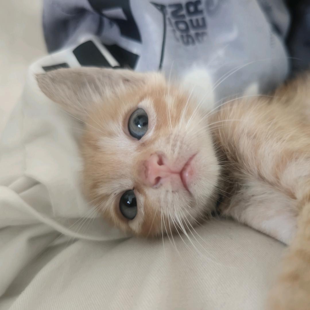 🌈鱼儿🐟不吃香菜🐱