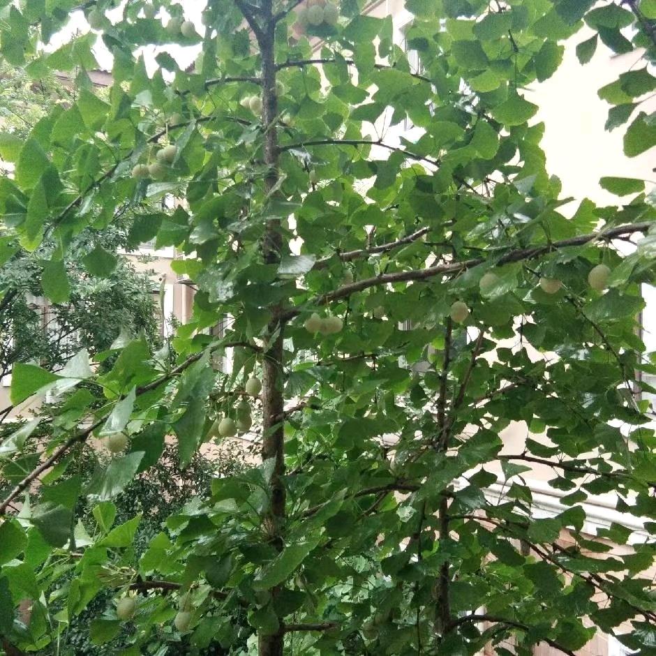 微笑前程