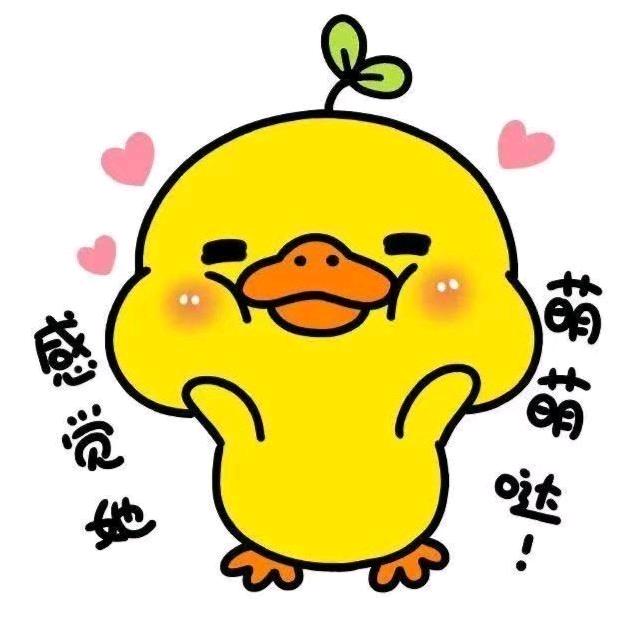 金港小黄鸭康康