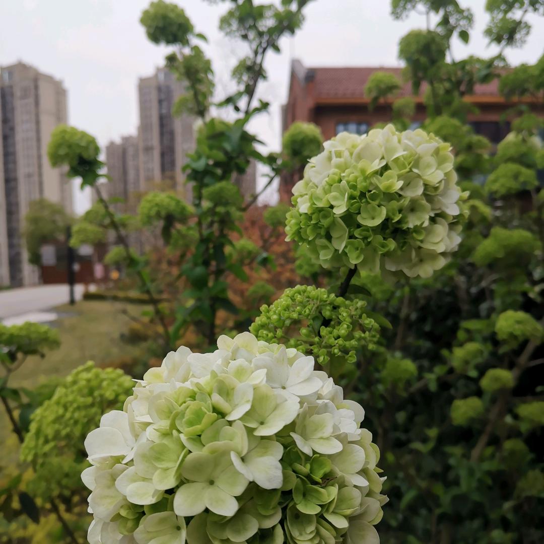 糖🍬果