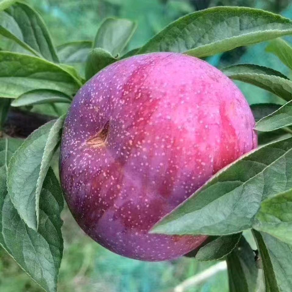 小团子（海盐）