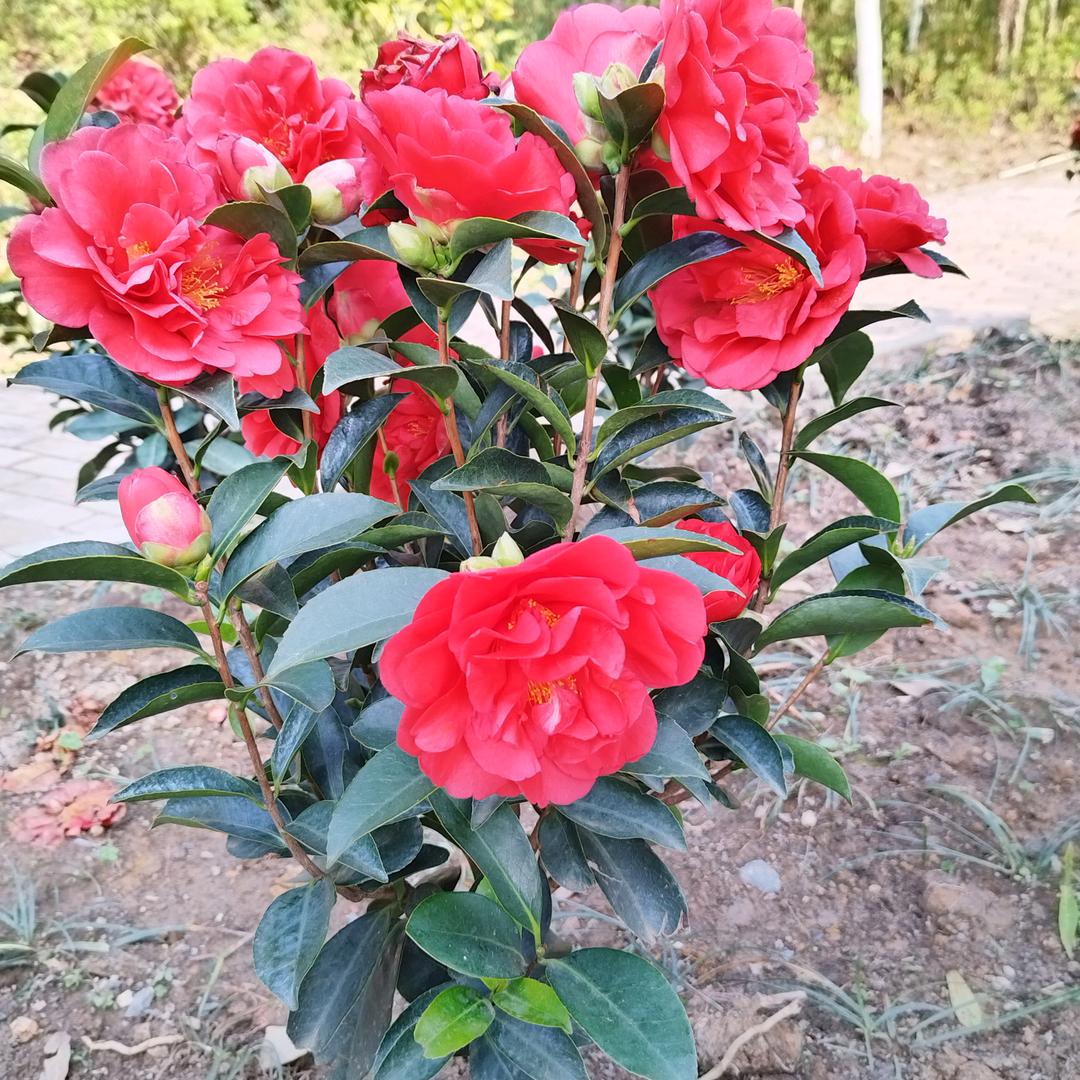 8.16.