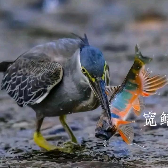 @溪流钓.探险者 🎣