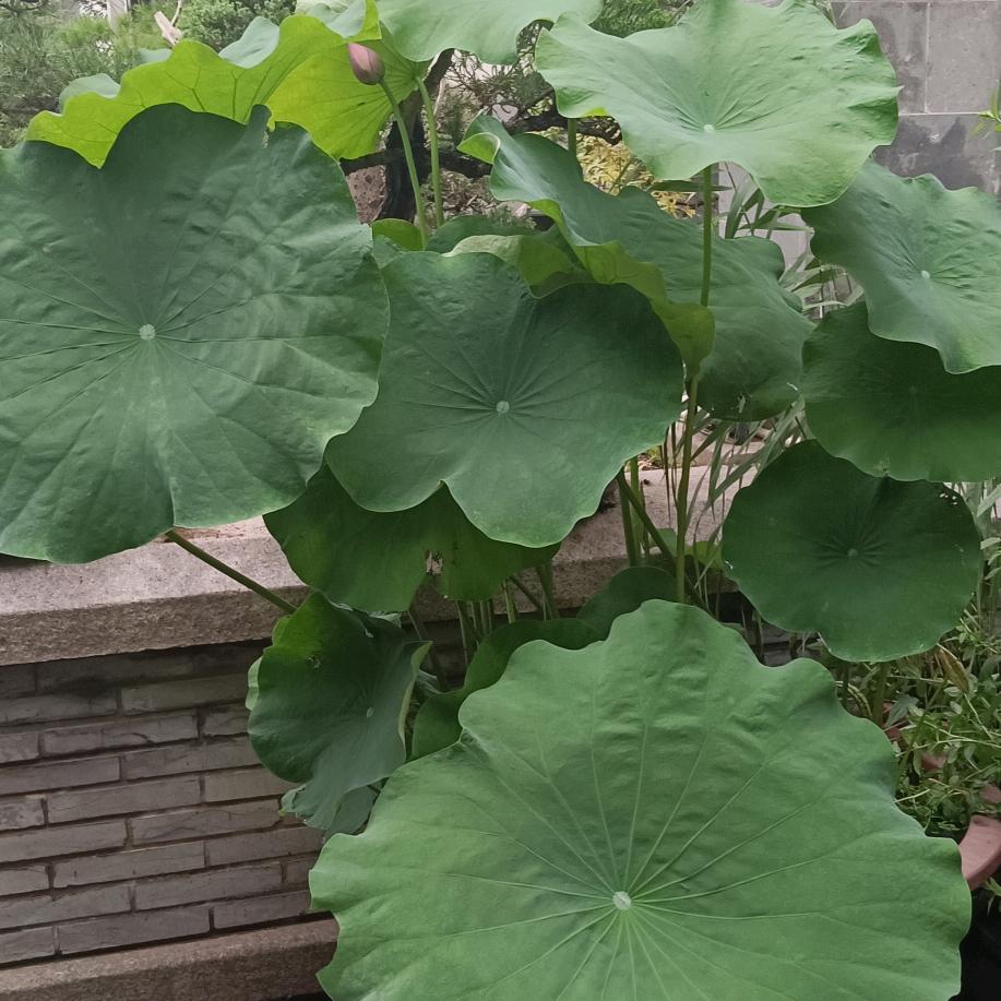 战狼传说