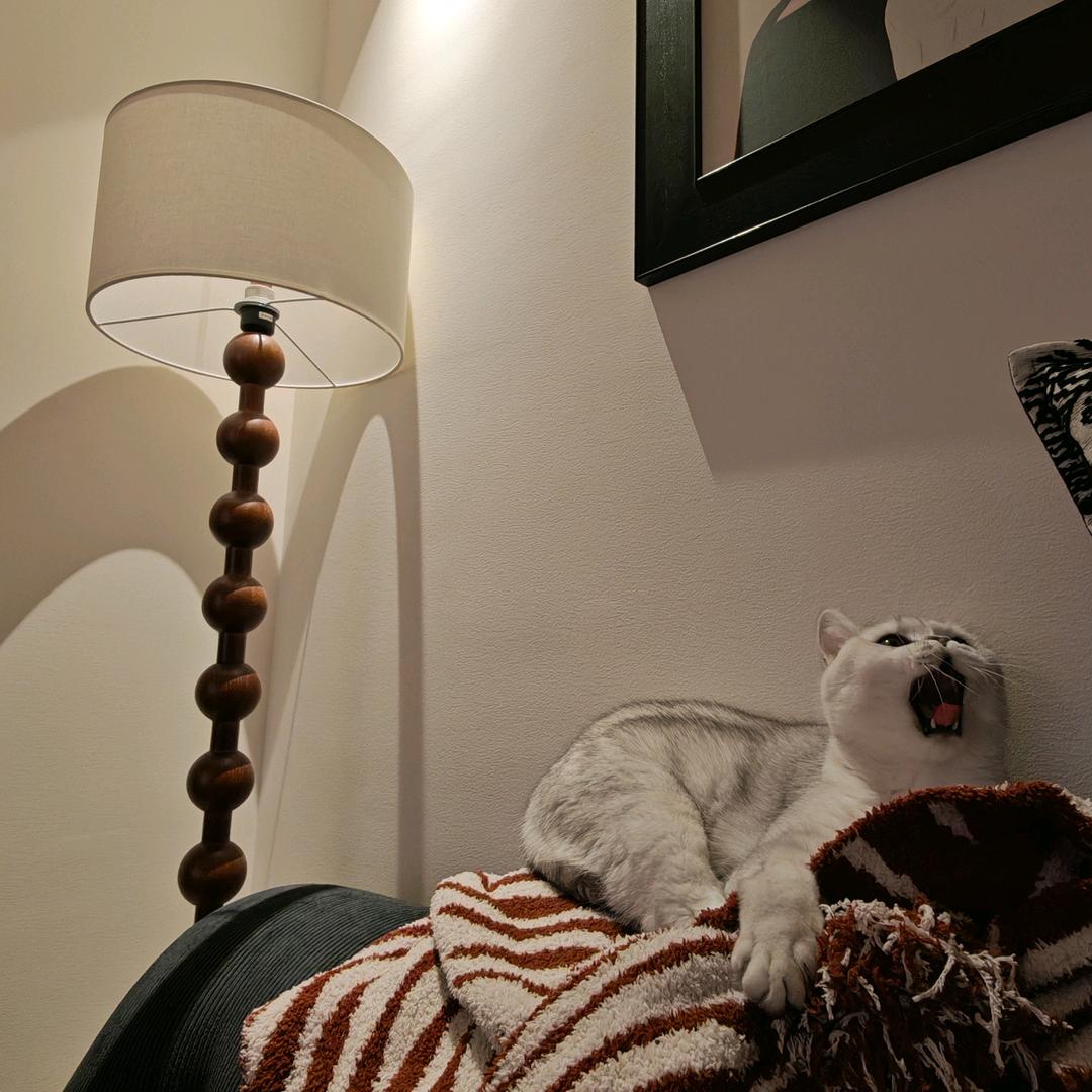 小熊🧸麻麻有四个猫孩子