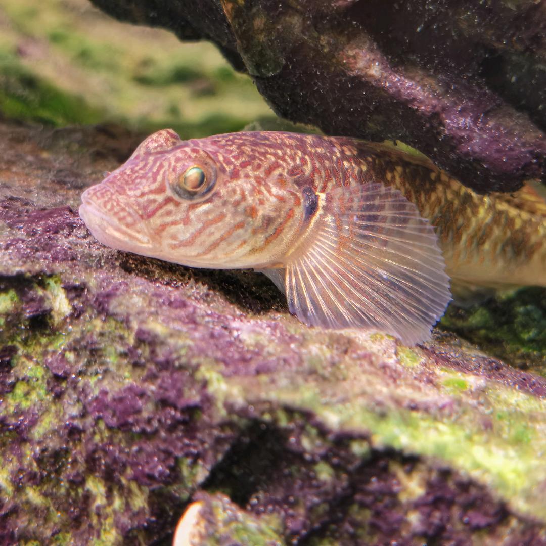 蛮蛮就看你的了