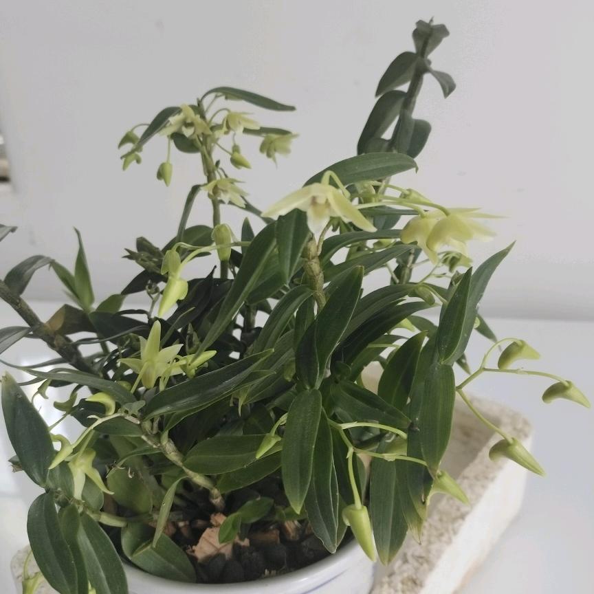 漂泊