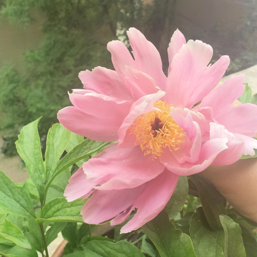 ↘&此女独y无二&