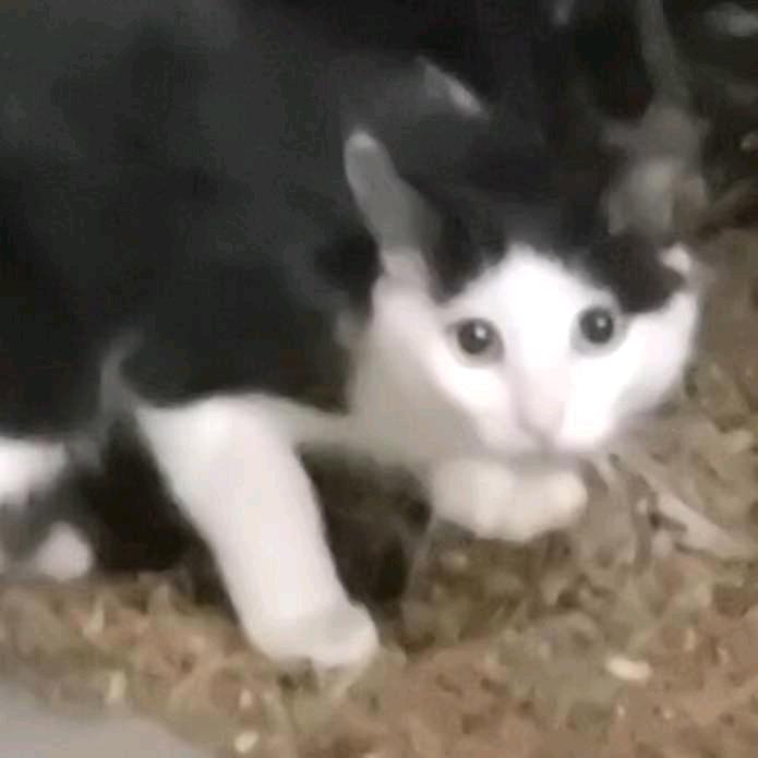 四百大妈暴打哥斯拉