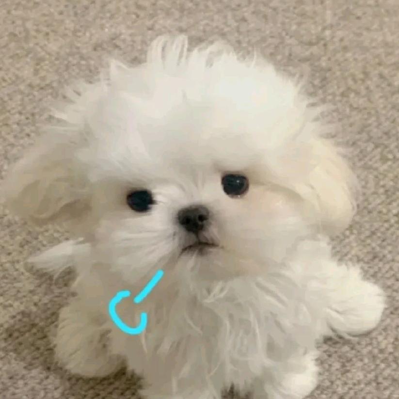 饭团吖🥰