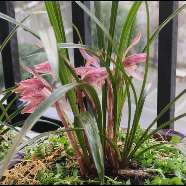 毕节养兰人小胖