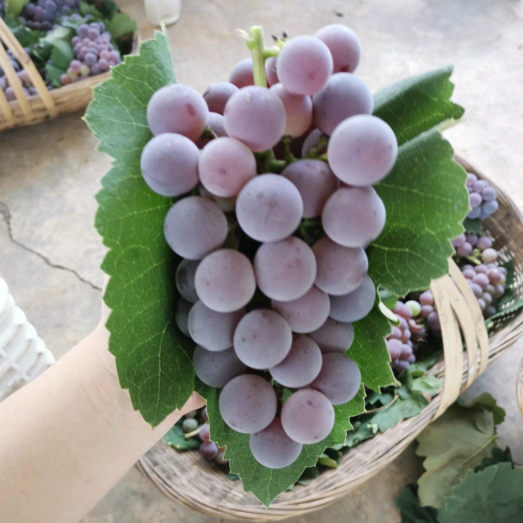 璧山新鸿河农场
