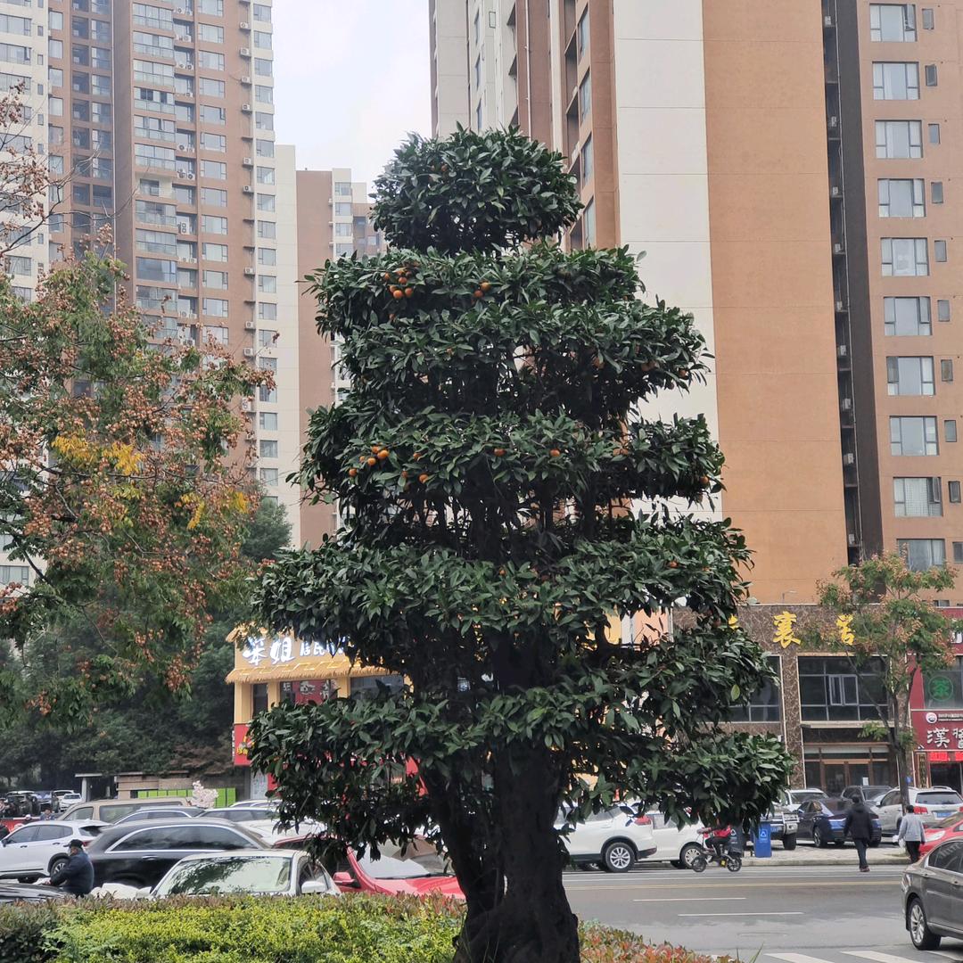 三哥吃不胖