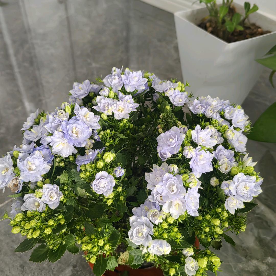 茗茶姐