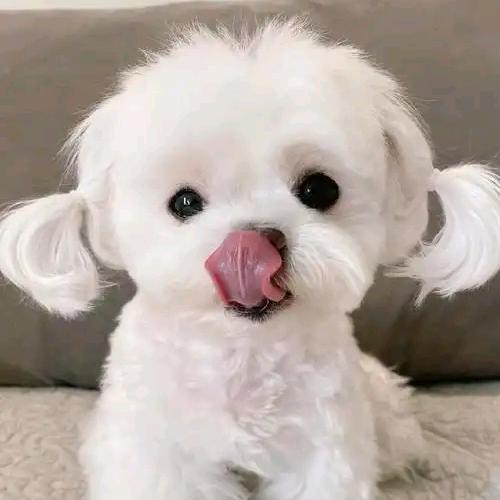 ……………头像